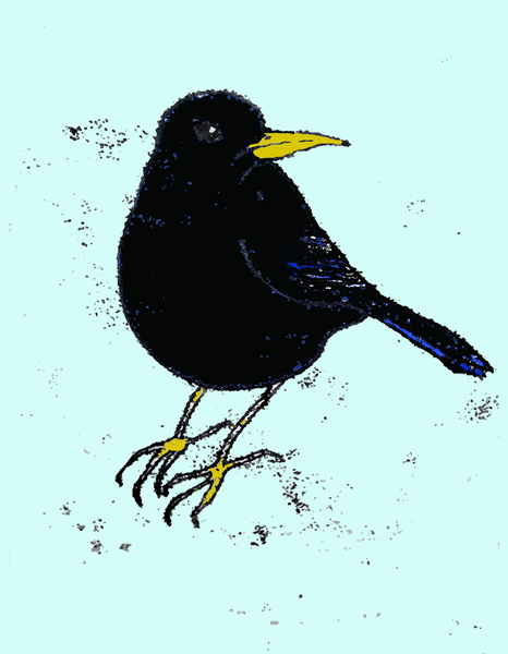 Blackbird from Sarah Thompson-Engels