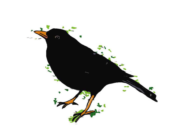 Blackbird from Sarah Thompson-Engels