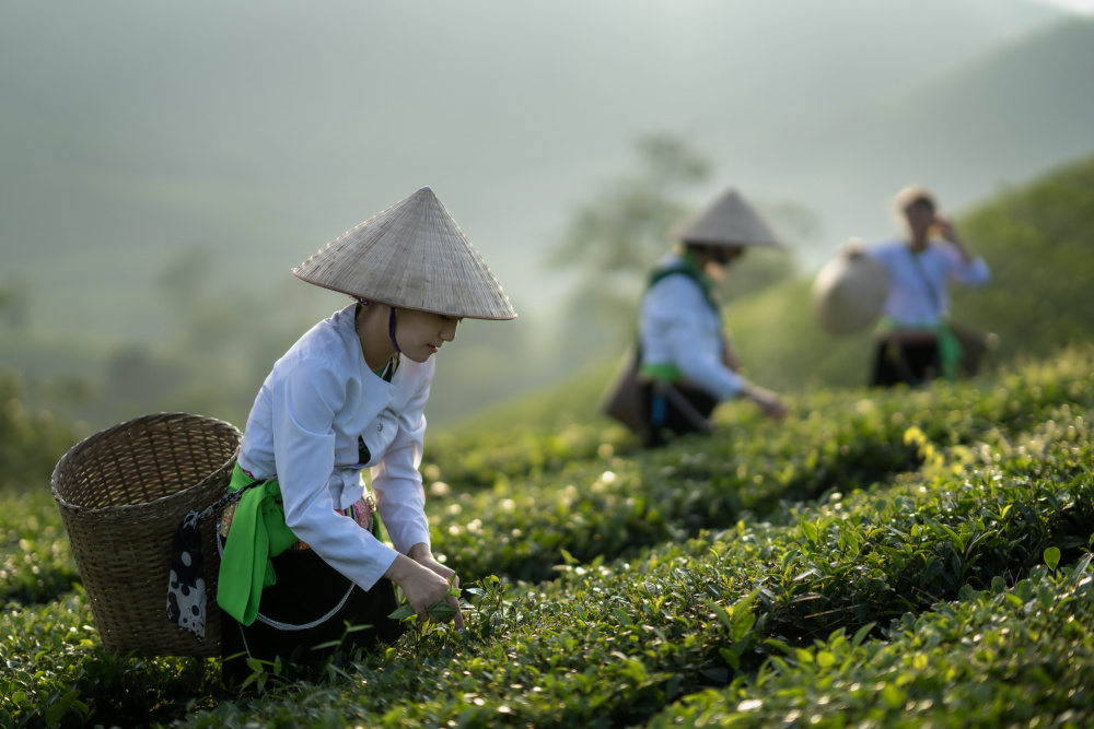 Vietnamesischer Mönch pflückt Teeblätter from Sarawut Intarob