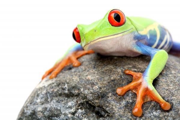 frog on a rock isolated from Sascha Burkard