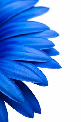 blue daisy isolated on white from Sascha Burkard