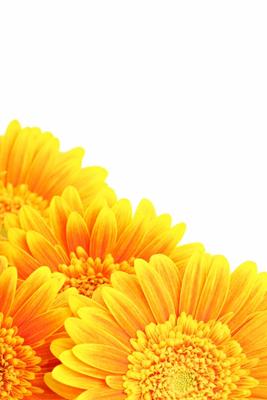 flowers background isolated from Sascha Burkard