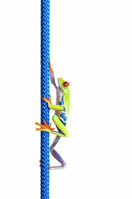 frog climbing up rope isolated on white from Sascha Burkard