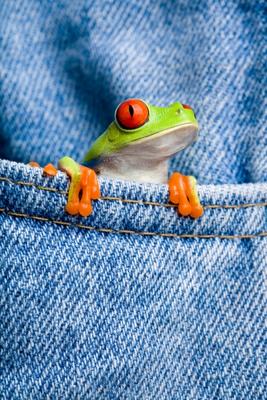 frog in pocket from Sascha Burkard