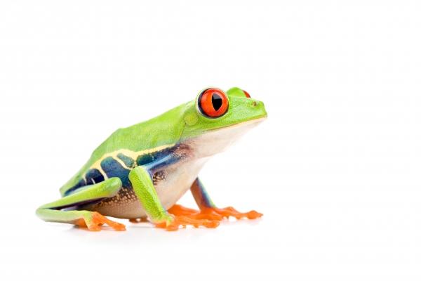 red-eyed tree frog isolated on white from Sascha Burkard