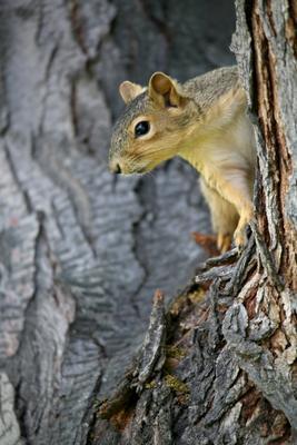 squirrel watching