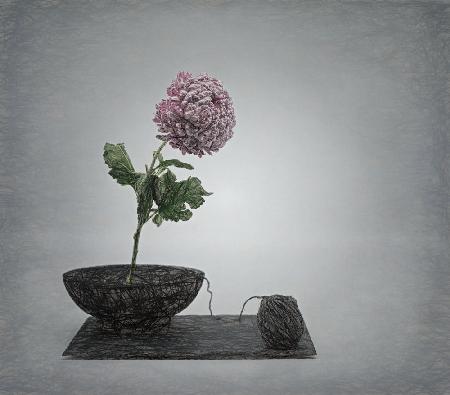 Zen-Impression mit Chrysanthemenblüte und einer Drehung.