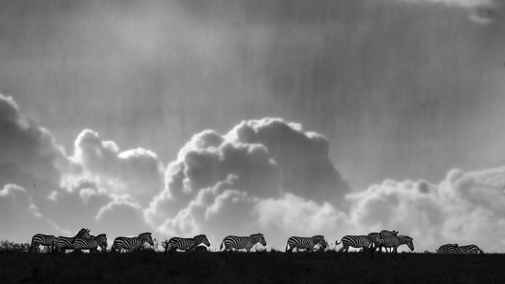Zebras am Horizont. from Saurabh Dhanorkar