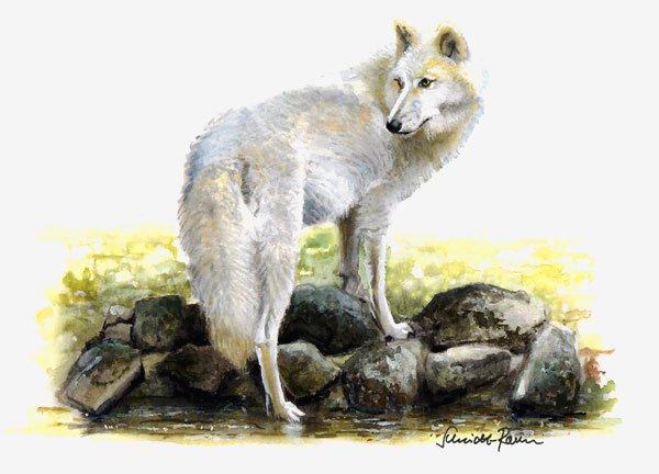 Weisser Wolf from Jürgen Schmidt-Raven