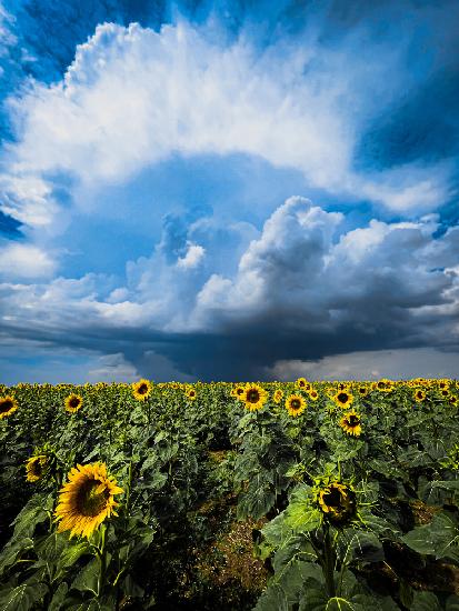 Sonnenblumensturm