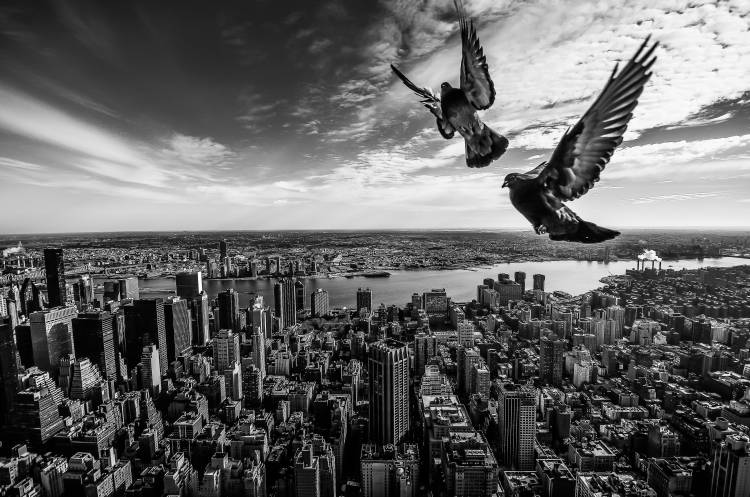 Pigeons on the Empire State Building from SergioSousa