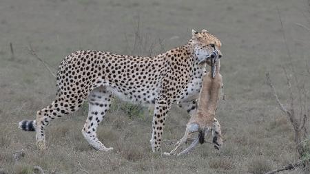 Gepard jagte eine Thompson-Gazelle