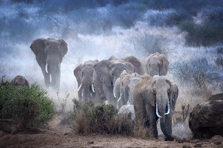 Elefanten von Amboseli