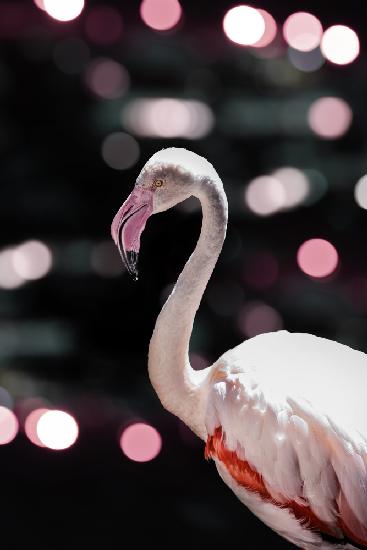 Disco-Flamingo