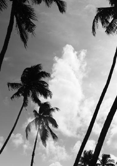 Kokosinsel Nr. 2