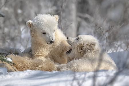 Baby-Eisbären