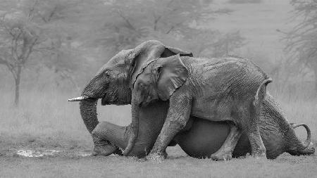 Elefantenmutter und ihr Kalb