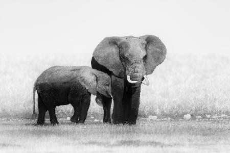 Elefantenmutter und Kalb