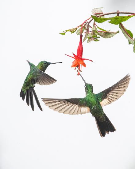 Zwei Kolibris an einer Blume