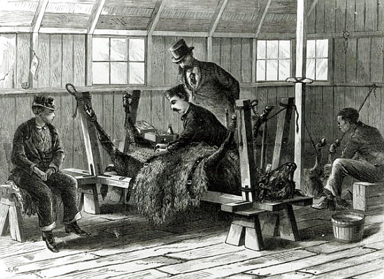 Taking virus from the calf, illustration from ''Harper''s Weekly'' in 1872 from Stanley Fox