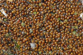 Marienkäfer-Invasion an der Ostsee