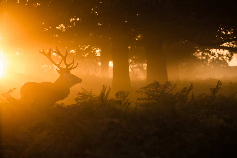 Stag in the mist from Stuart Harling