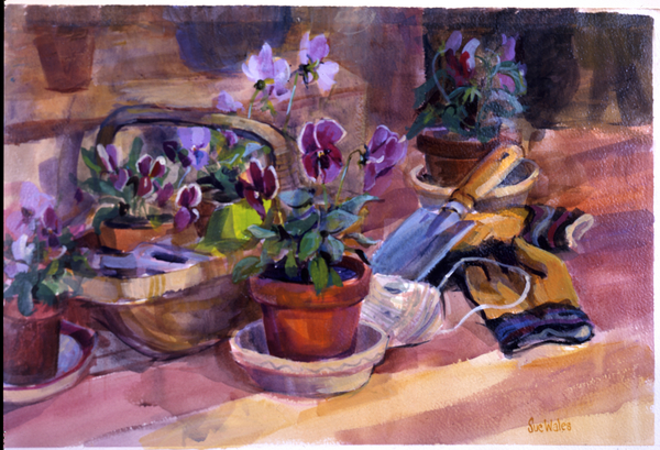 Potting up the pansies from Sue Wales