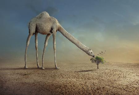 Kamel und Baum