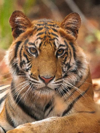 Das Tigerporträt