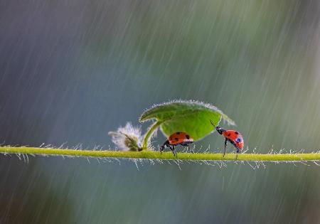 Schütze dich vor dem Regen
