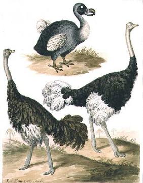 Dodo and Ostrich