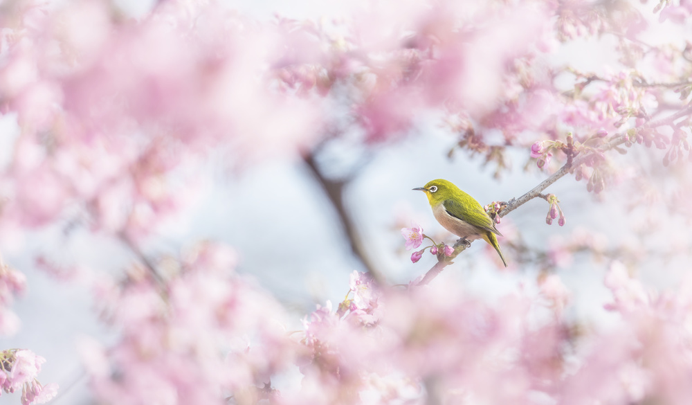 Kirschblütenfarbe from Takashi Suzuki