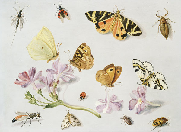 Butterflies, moths and other insects with a sprig of periwinkle from the Elder Kessel