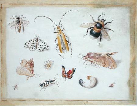 A Study of Butterflies and other Insects from the Elder Kessel
