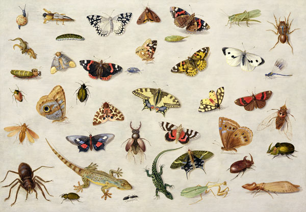 A Study of insects from the Elder Kessel