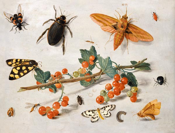A sprig of redcurrants with an elephant hawk moth, a magpie moth and other insects, 1657 (oil on cop from the Elder Kessel Jan van