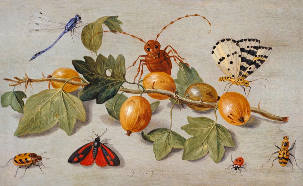 Still life of branch of gooseberries, with a butterfly, moth, damsel fly and other insects (oil on c from the Elder Kessel Jan van