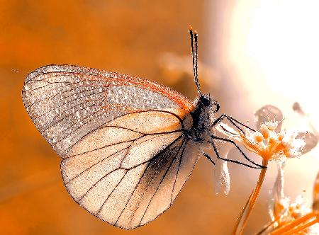 Schmetterling in Herbstfarben...