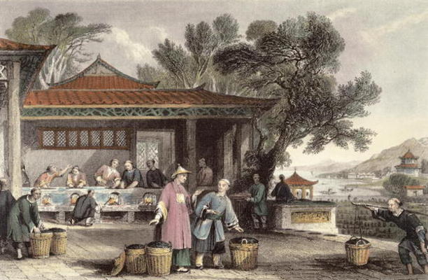 The Culture and Preparation of Tea, from 'China in a Series of Views' by George Newenham Wright (c.1 from Thomas Allom