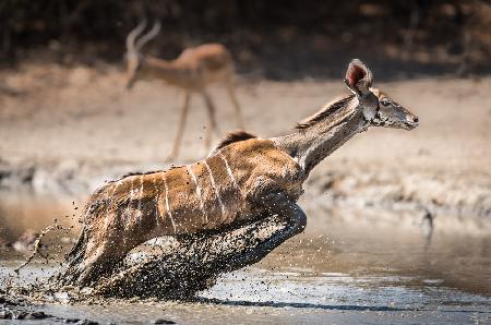 Kudu-Sprung