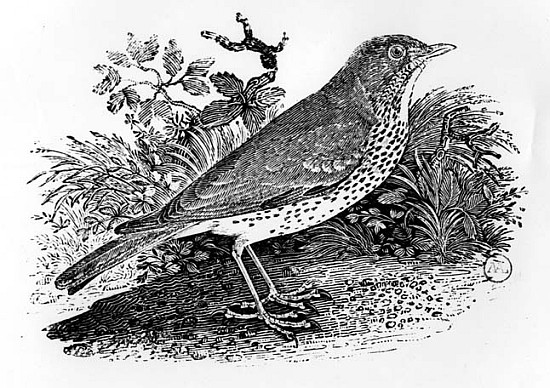 The Throstle Thrush from ''History of British Birds and Quadrupeds'' from Thomas Bewick