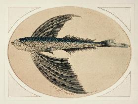 A Flying Fish
