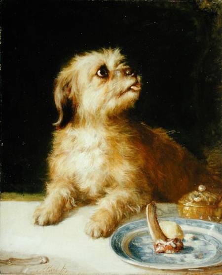 Norfolk Terrier from Thomas Earl