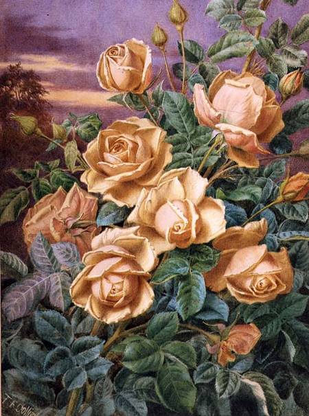 Yellow Roses from Thomas Frederick Collier