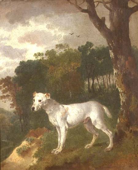 "Bumper", a Bull Terrier from Thomas Gainsborough