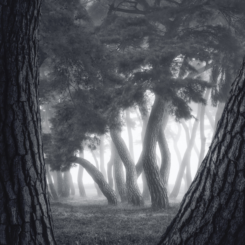 Bäume im Nebel from Tiger Seo