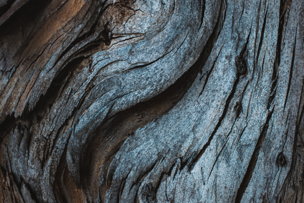 Eukalyptus-Textur from Tim Mossholder