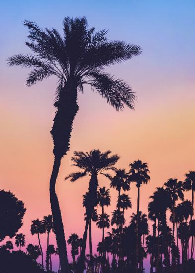 Palmen bei Sonnenuntergang