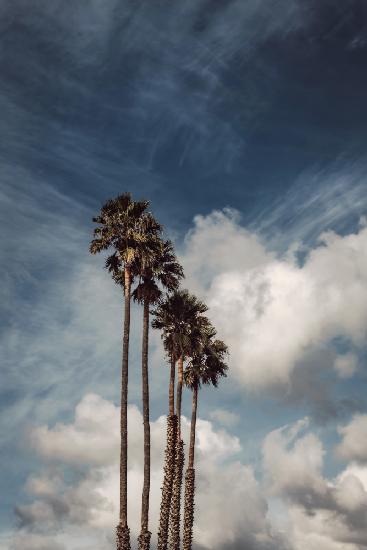 Palmen und Wolken