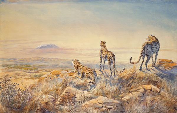 Cheetah with Kilimanjaro in the background, 1991 (w/c)  from Tim  Scott Bolton
